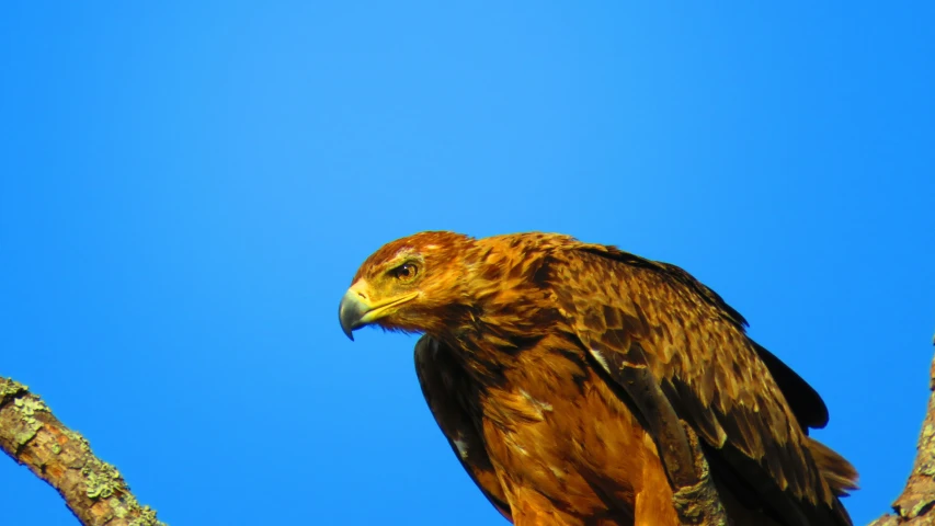 a brown bird sitting in a tree with blue sky