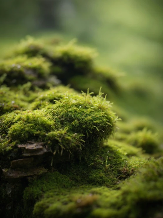 closeup of a mossy patch of vegetation