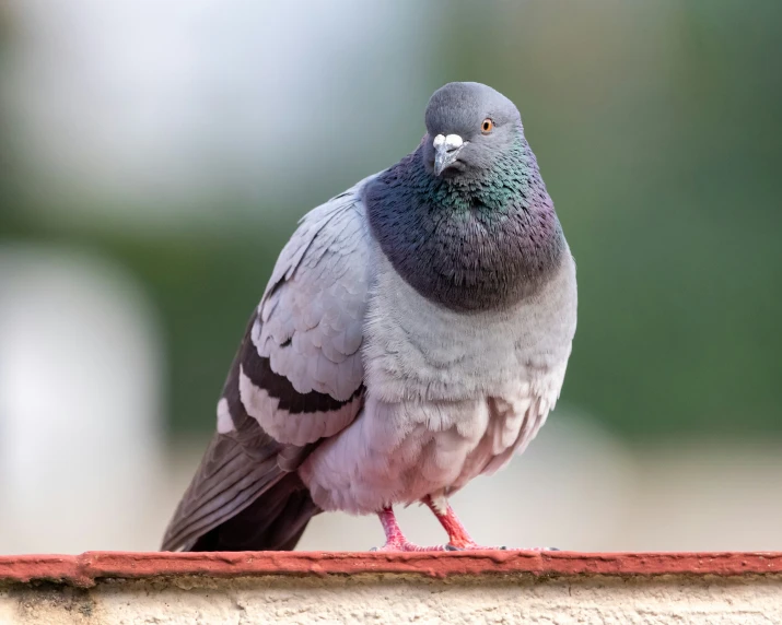 a pigeon is perched on the edge of a wall