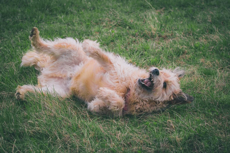 dog laying on back in the grass looking upward