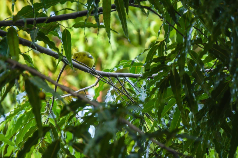 a yellow bird is perched in the middle of a tree