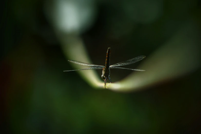 a small insect on the underside of its wing