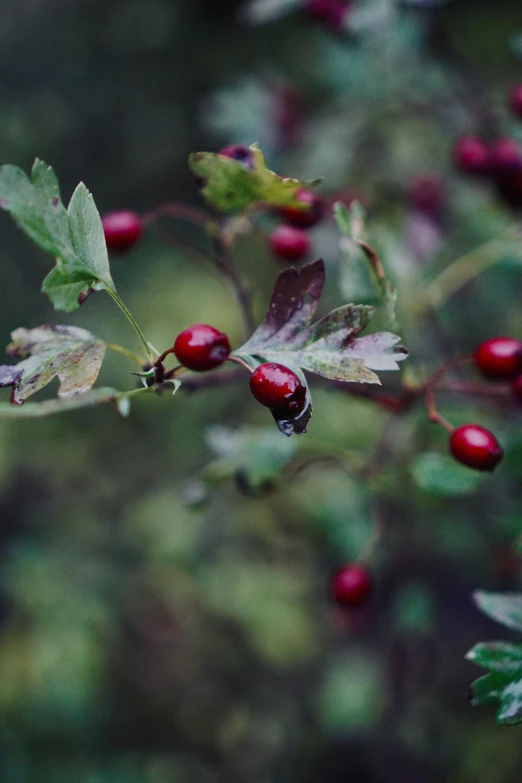 the leaves of holly are all round red berries