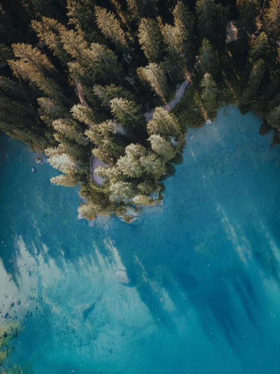 the aerial view of trees and a body of water