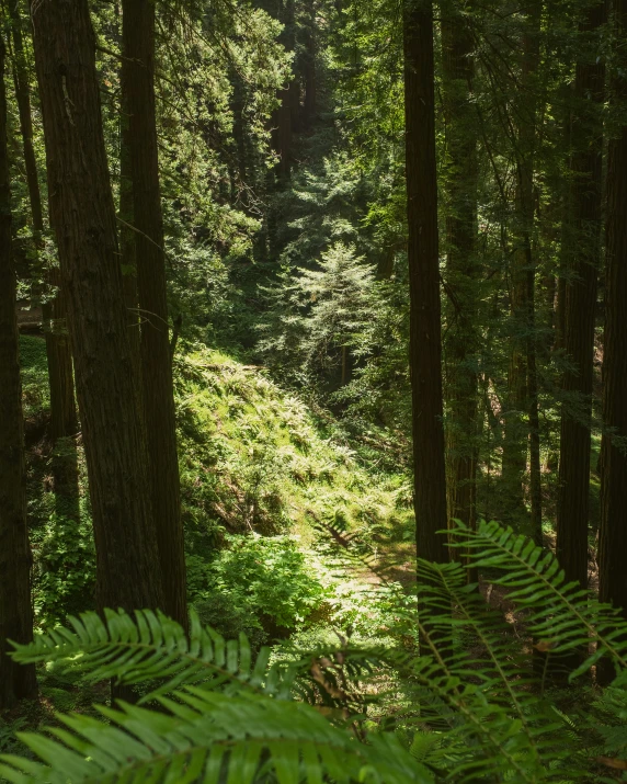 lush and shady area with large trees in sunlight