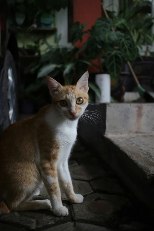 a close up of a cat on the ground near plants