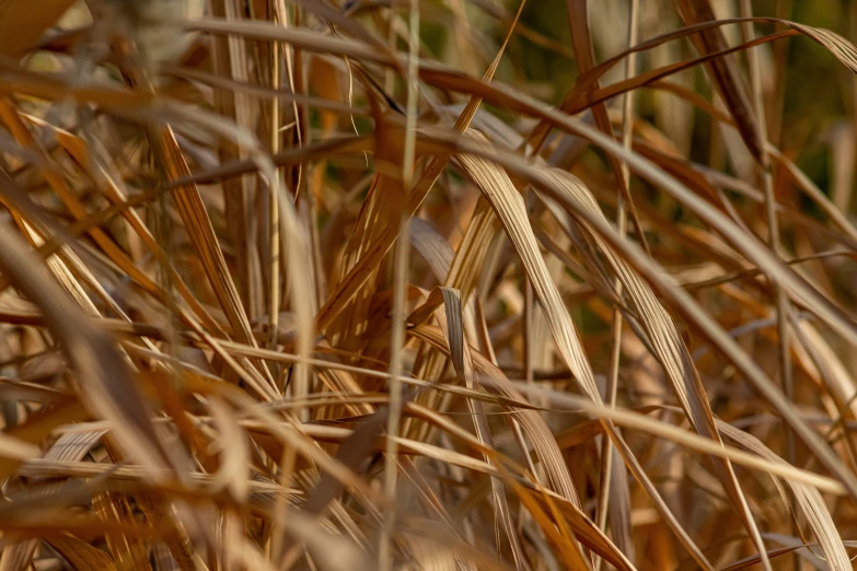 a brown and yellow bird is on the tall grass