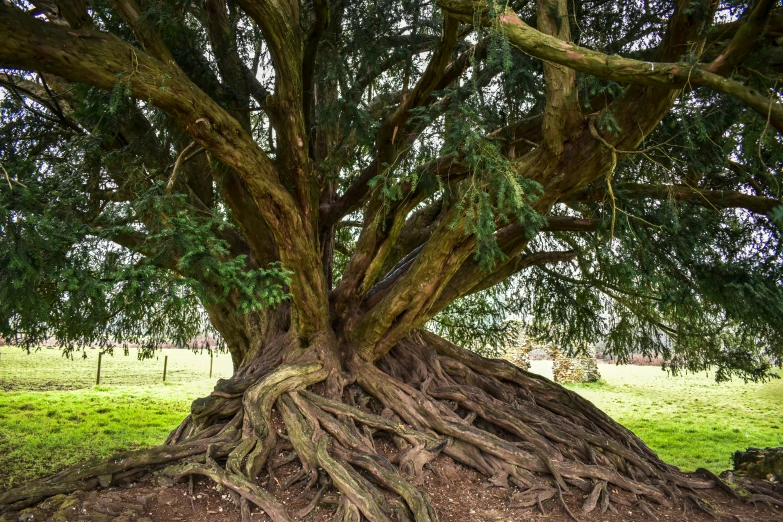 a tree with a very big root system near some green grass