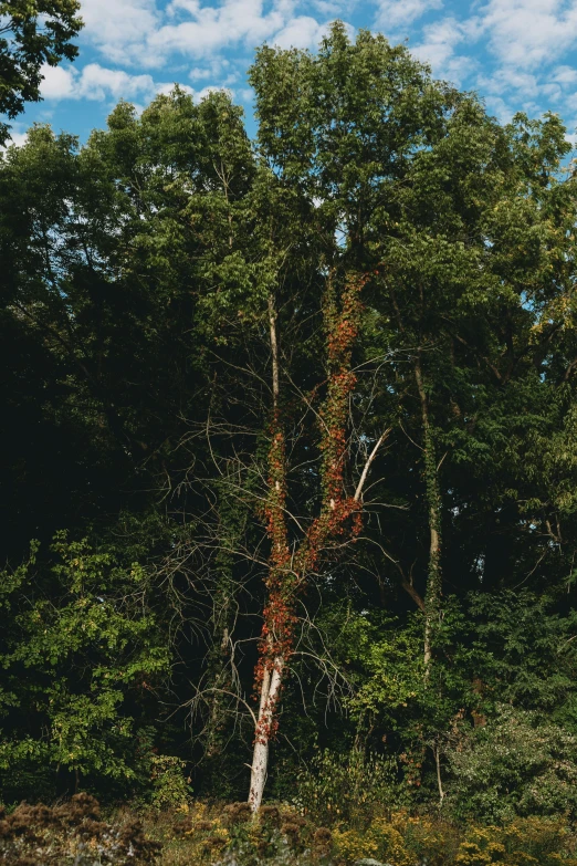 an image of a large tree that is in the woods