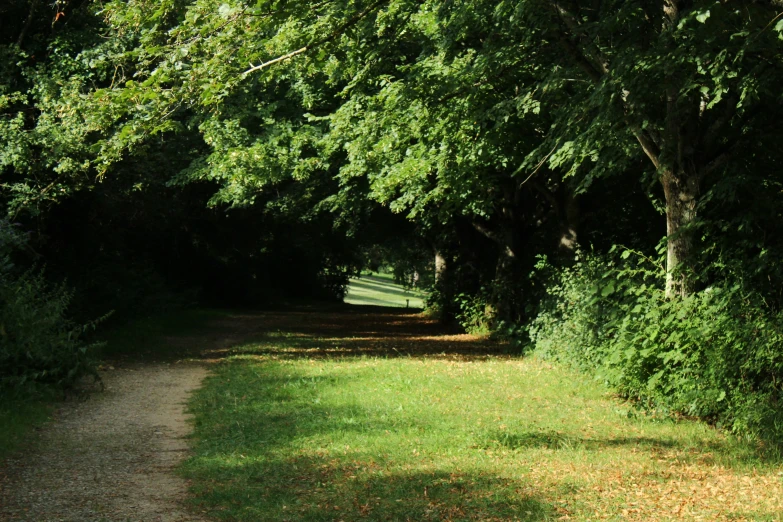 a path in the woods is surrounded by trees