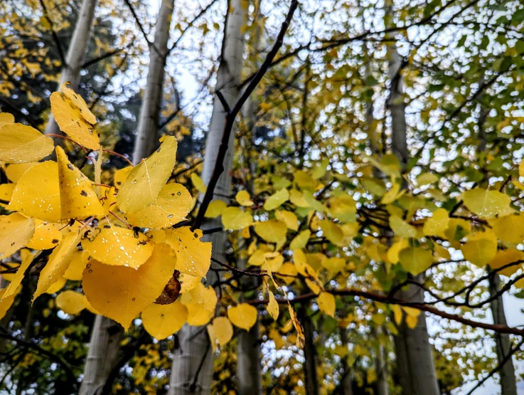 there is some yellow leaves in the woods