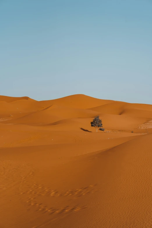 a lone tree standing in the middle of a desert