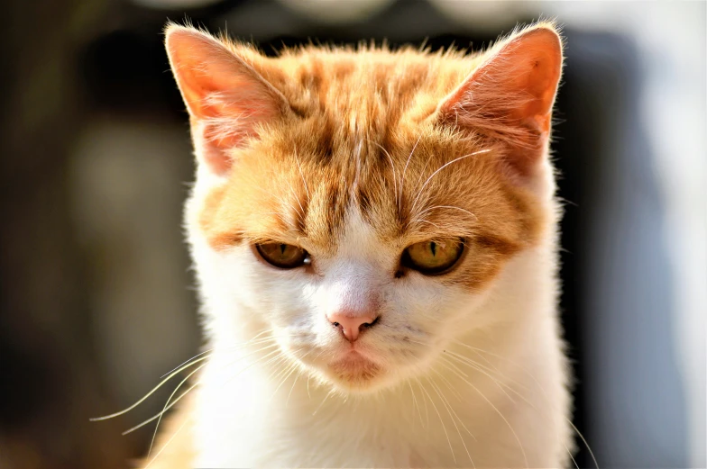 a close up picture of an orange and white cat