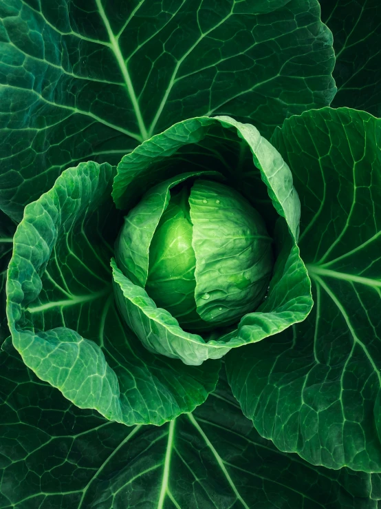 a large leafed cabbage is seen from above