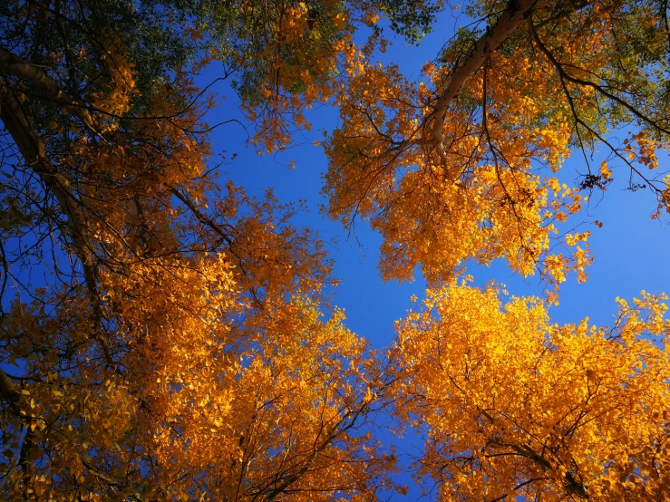 the sky is still blue, making it appear that there are golden leaves on the trees