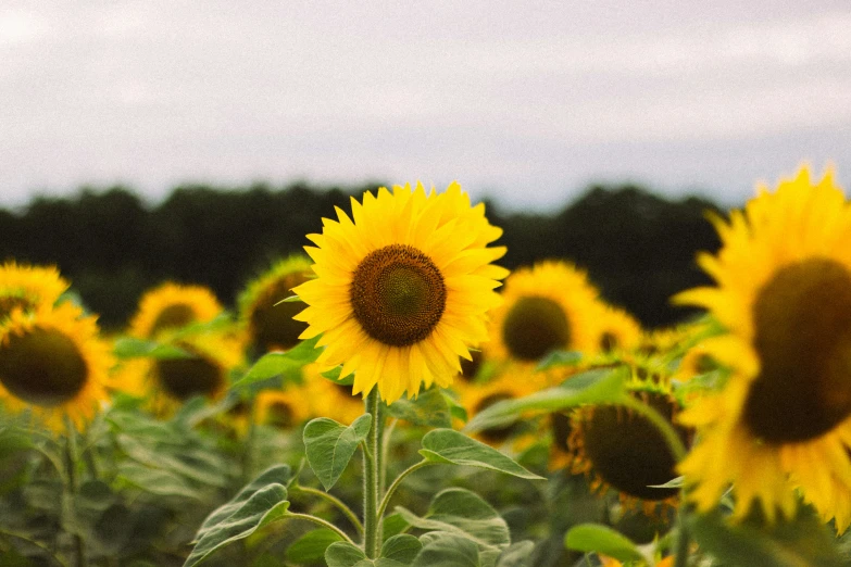 a field of sunflowers that are near a forest