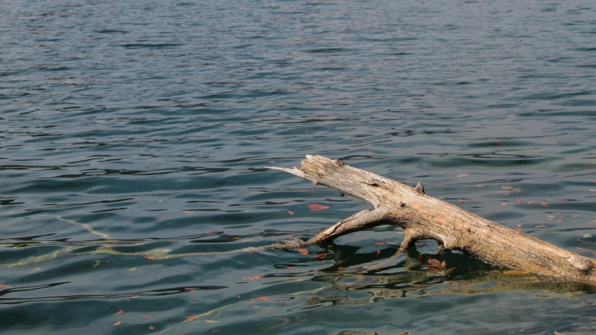 the dead tree nch is sticking out of the water