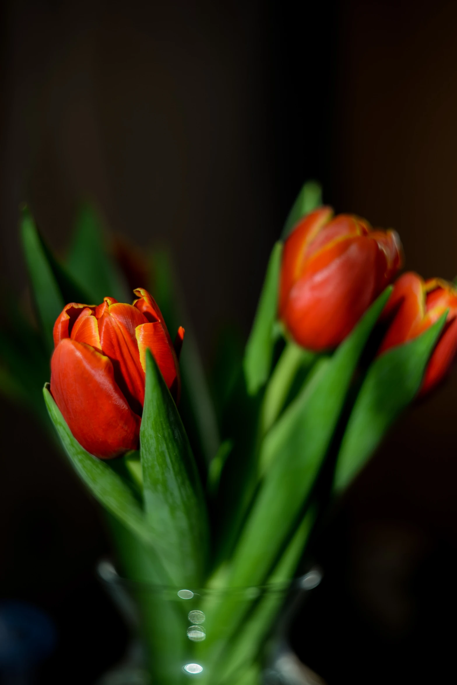 some red flowers are in a vase