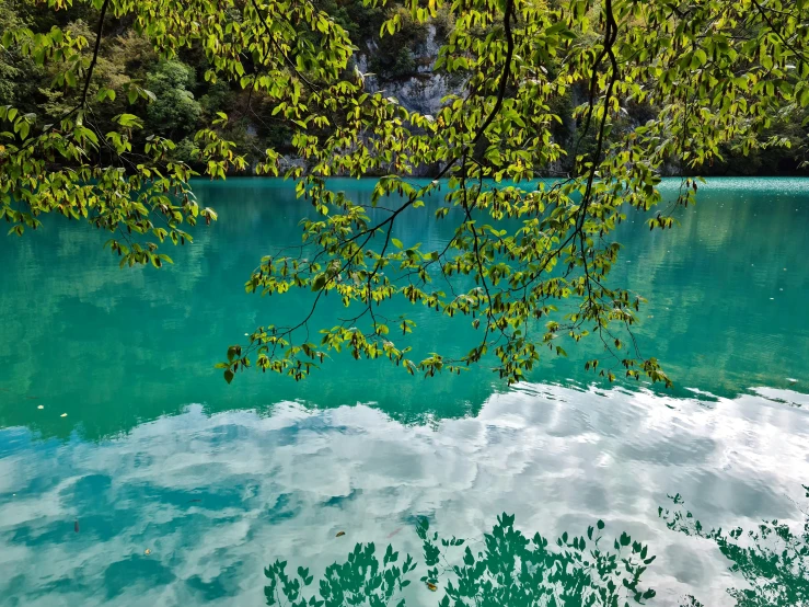 green leaves reflecting in a river under a blue sky