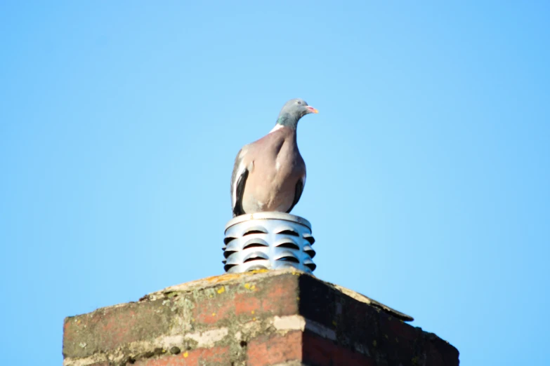 a bird sitting on top of a brick chimney