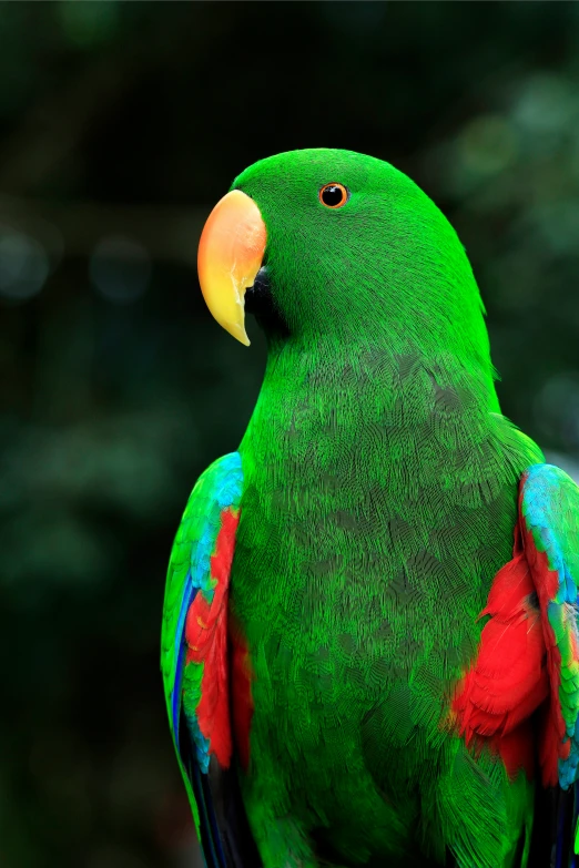 a parrot standing on a persons hand with bright colored feathers