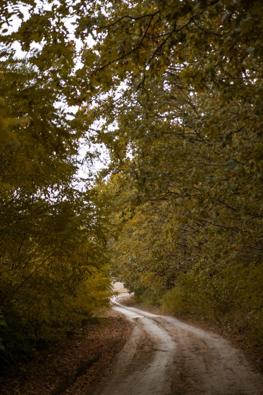 an open road leading to some trees in the fall