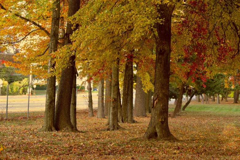 a dog park area in the fall with trees and leaves all over