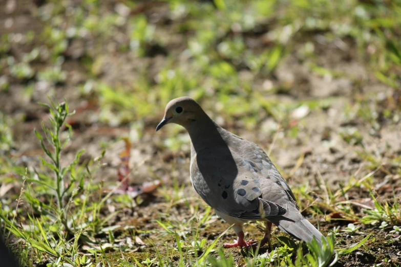 the bird is standing in the dirt, looking for food