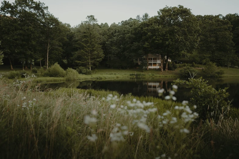 a field full of grass and flowers near a body of water