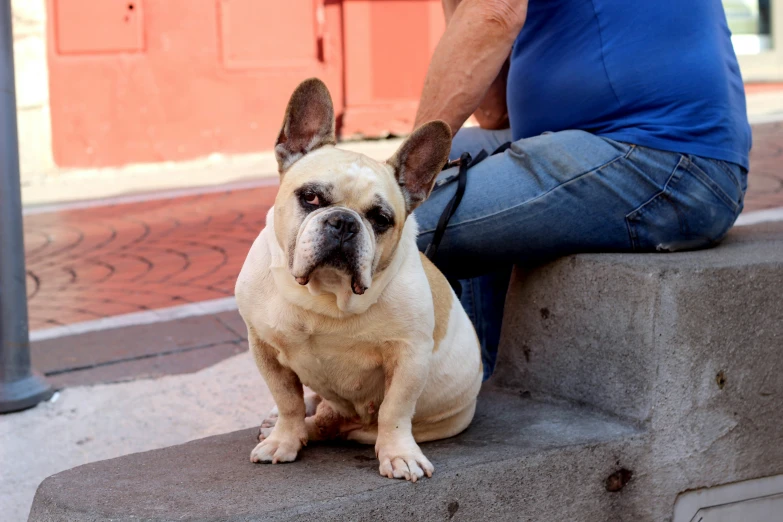 a dog is sitting next to a man on the steps