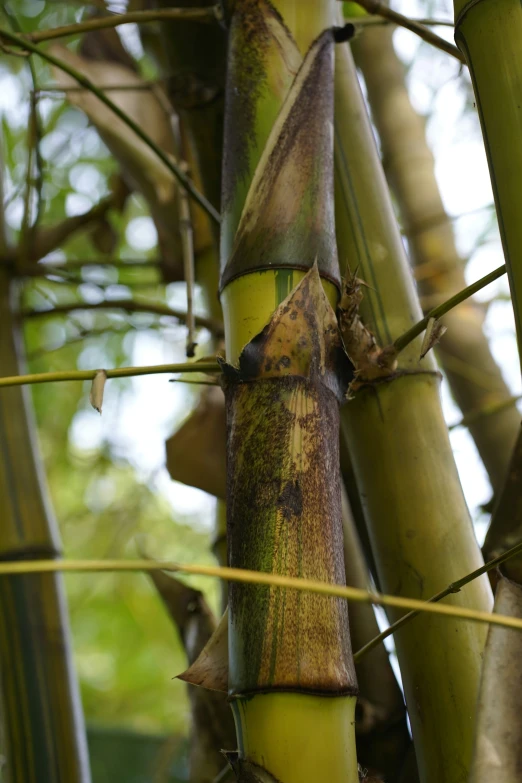 a green stalk growing inside a bamboo tree