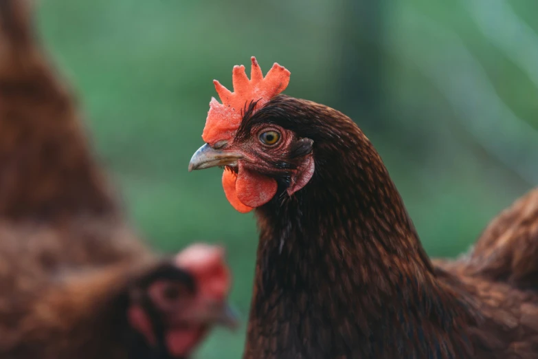 three brown roosters with orange comb standing next to each other