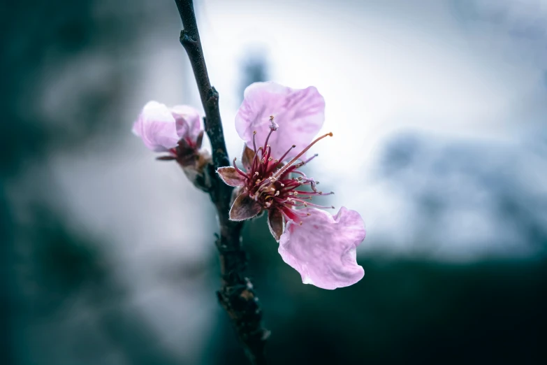 pink blossoms in blossom on the nches of trees