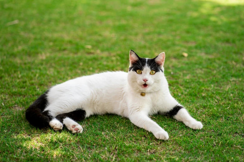 the cat is sitting on the grass and relaxing