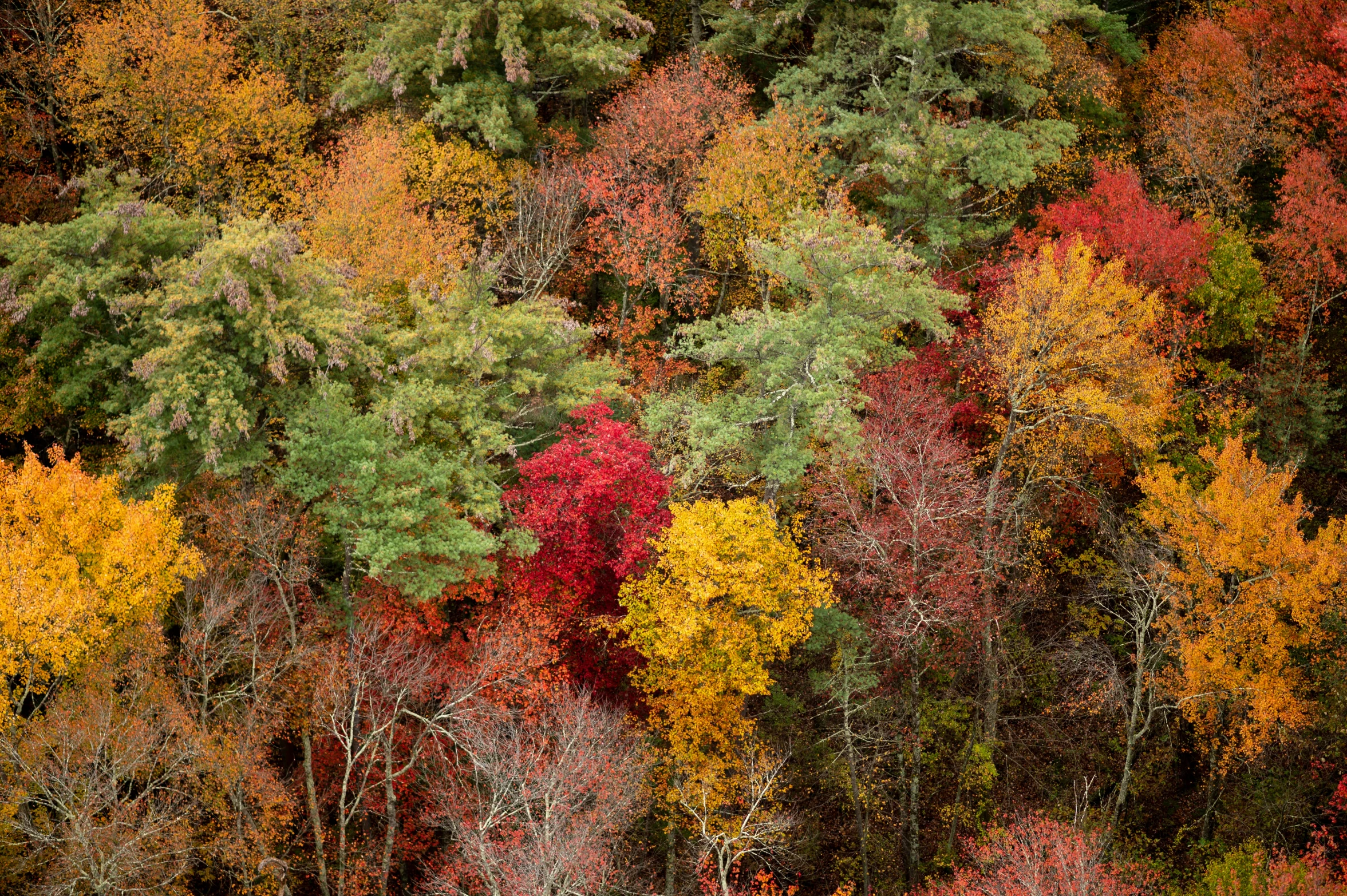 a dense forest filled with lots of trees