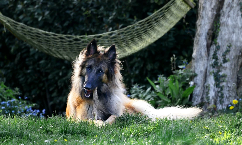 a furry dog is sitting in the grass