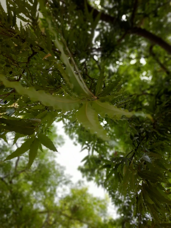 a large tree that is next to a bunch of bushes