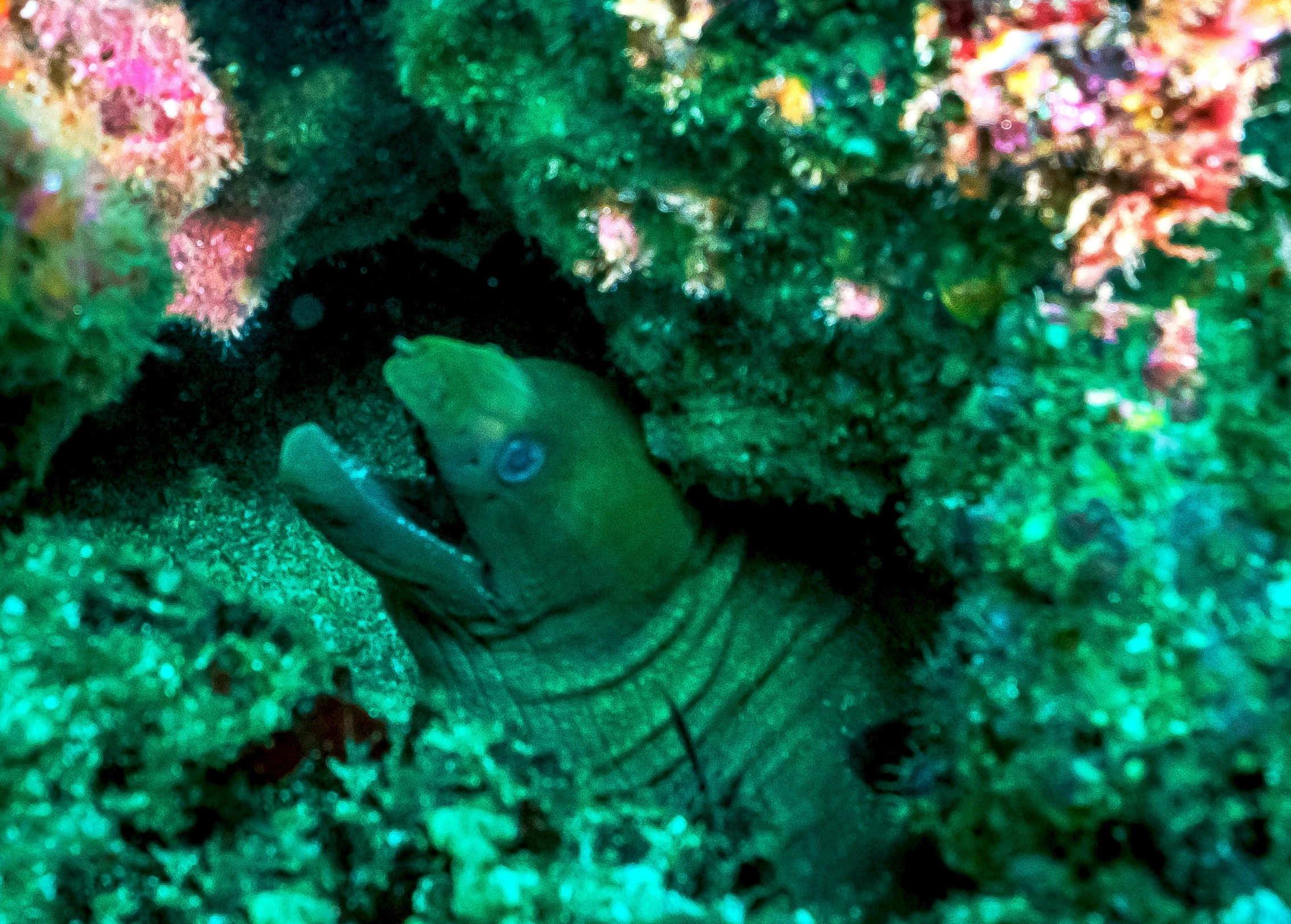 an ocean snail is hiding in a coral
