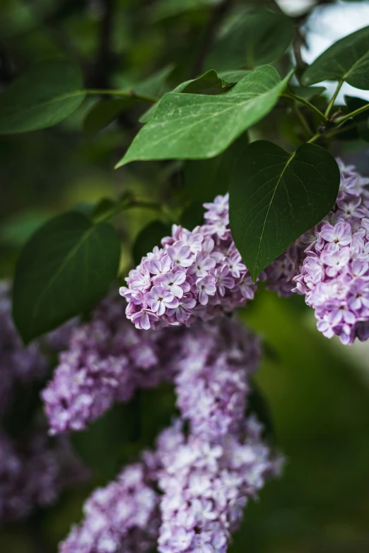 a bunch of pretty purple lilacs hanging from a tree