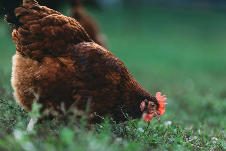 a chicken walks through the grass next to another chicken