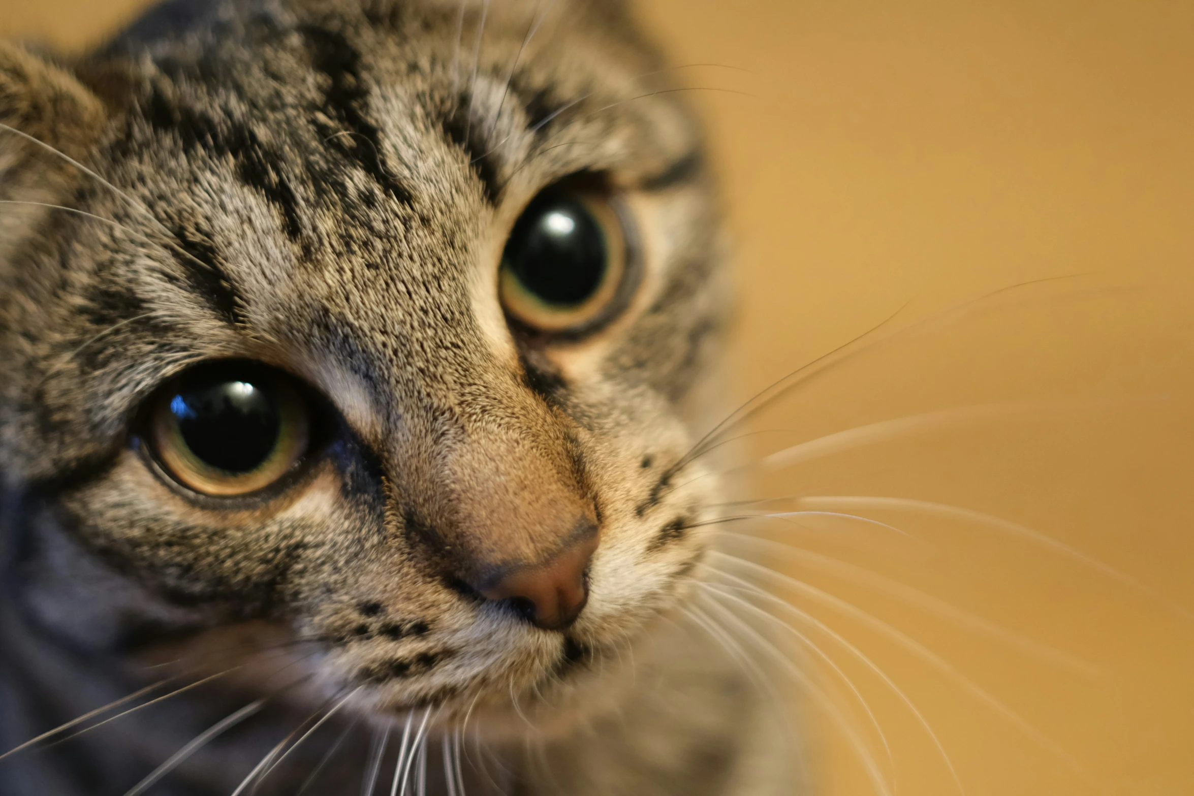 a cat is staring into the camera and has one eye open