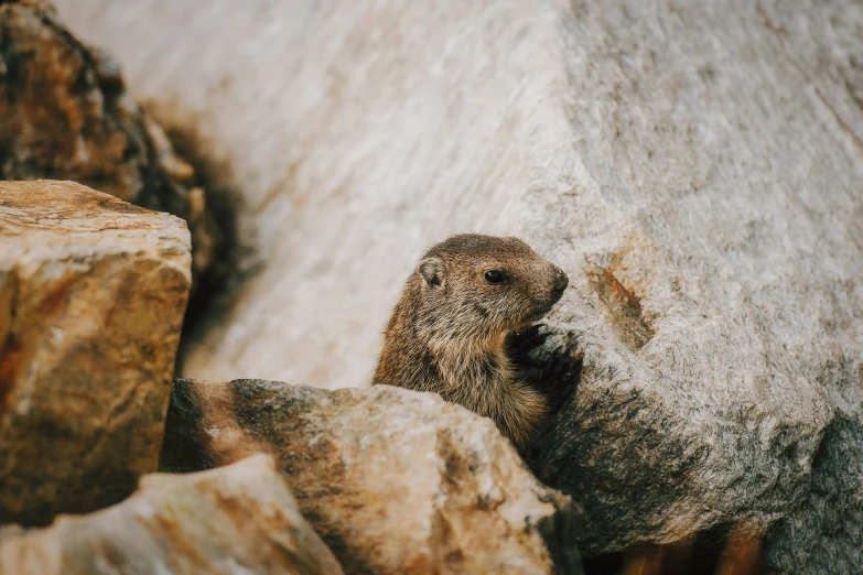 a small bird is peeking out from between the rocks