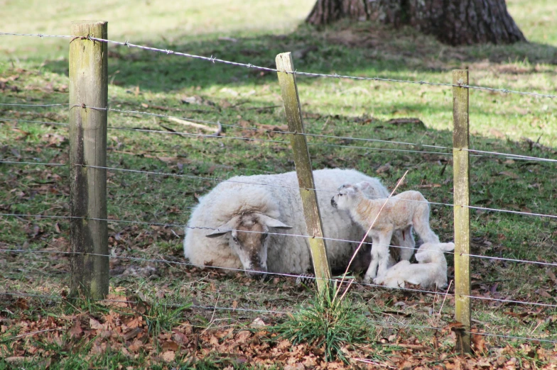 two sheep resting in their pen near a tree