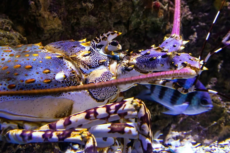 a close up of a sea animal near rocks