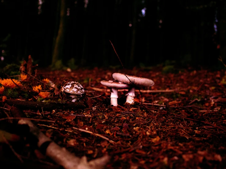 two mushrooms in the dark in the forest