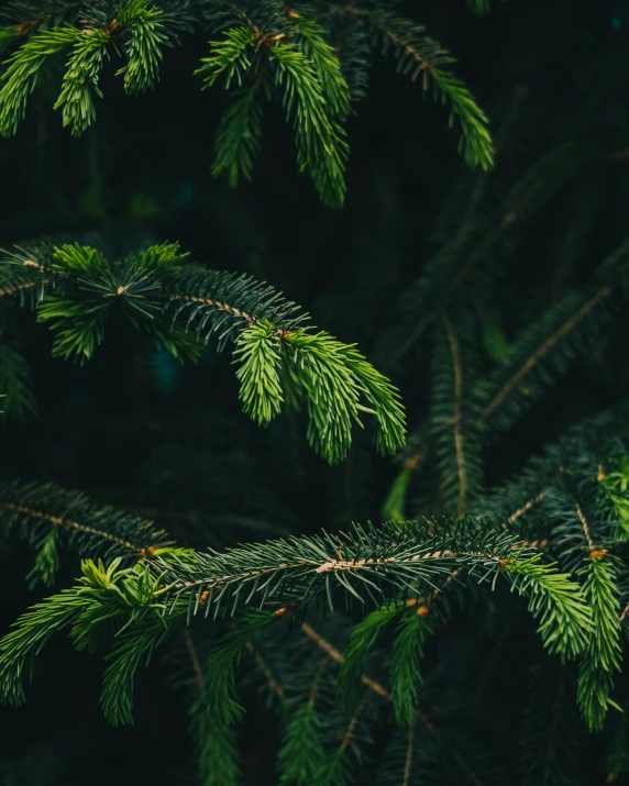 evergreen needles and green leaves close up