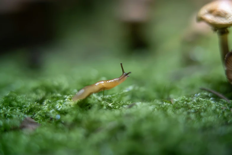 a slug crawling on the ground next to another slug