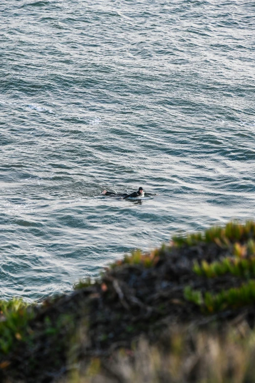 an animal in the middle of a body of water