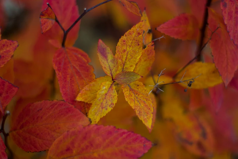 a nch with red and yellow leaves