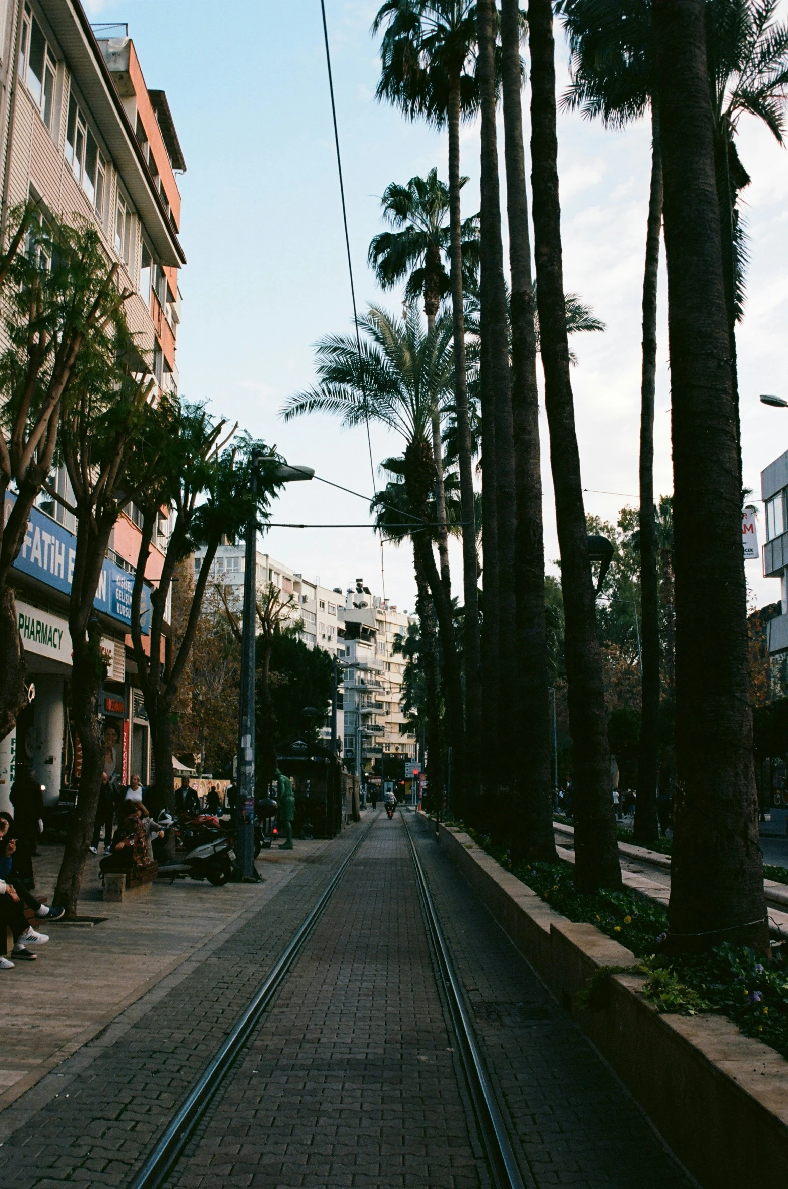 a small train track passing under palm trees